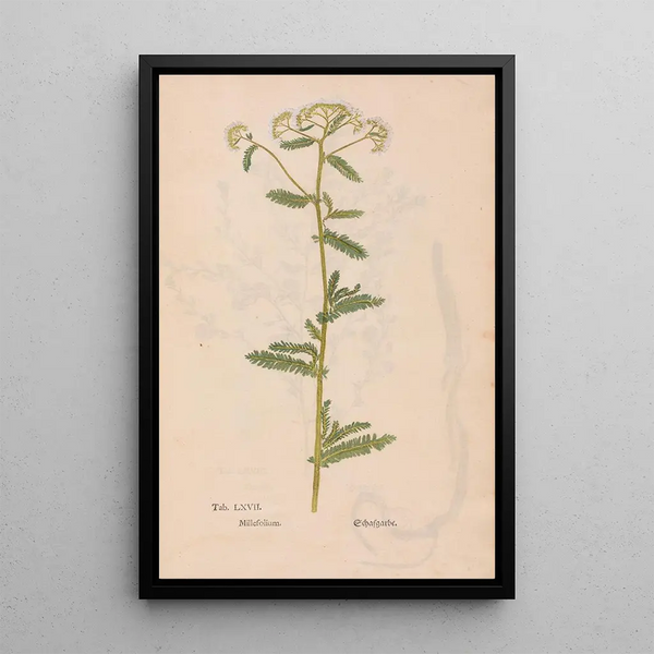 Ectypa vegetabilium Pl067 - Christian Gottlieb Ludwig — cuadro enmarcado en la pared