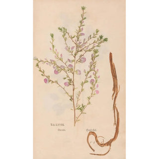 Christian Gottlieb Ludwig - Ectypa vegetabilium Pl068.webp