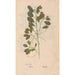 Ectypa vegetabilium Pl069 - Christian Gottlieb Ludwig — vista de la obra
