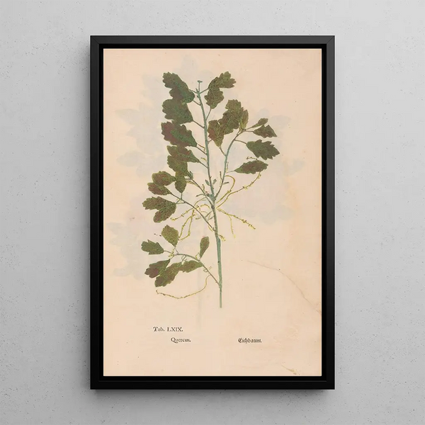 Ectypa vegetabilium Pl069 - Christian Gottlieb Ludwig — cuadro enmarcado en la pared