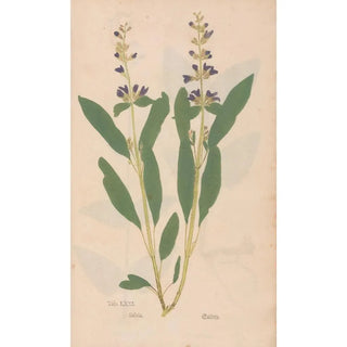 Christian Gottlieb Ludwig - Ectypa vegetabilium Pl071.webp