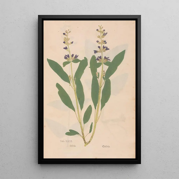 Ectypa vegetabilium Pl071 - Christian Gottlieb Ludwig — cuadro enmarcado en la pared