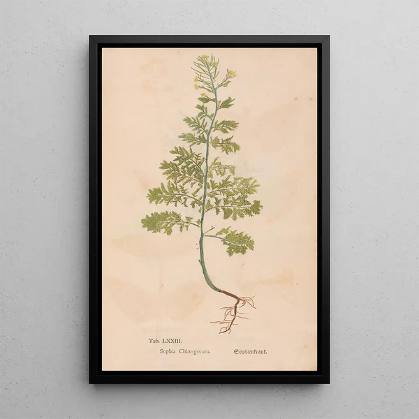 Ectypa vegetabilium Pl073 - Christian Gottlieb Ludwig — cuadro enmarcado en la pared