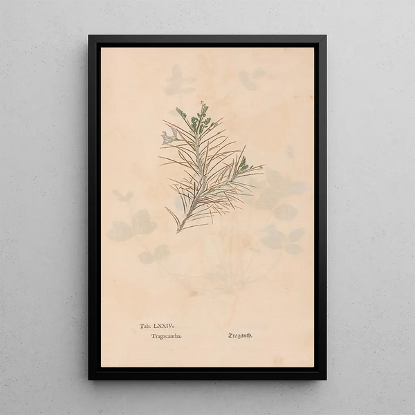Ectypa vegetabilium Pl074 - Christian Gottlieb Ludwig — cuadro enmarcado en la pared