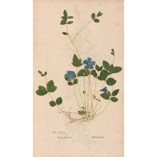 Christian Gottlieb Ludwig - Ectypa vegetabilium Pl075.webp