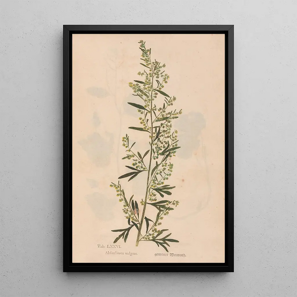 Ectypa vegetabilium Pl076 - Christian Gottlieb Ludwig — cuadro enmarcado en la pared