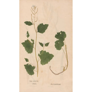 Christian Gottlieb Ludwig - Ectypa vegetabilium Pl077.webp