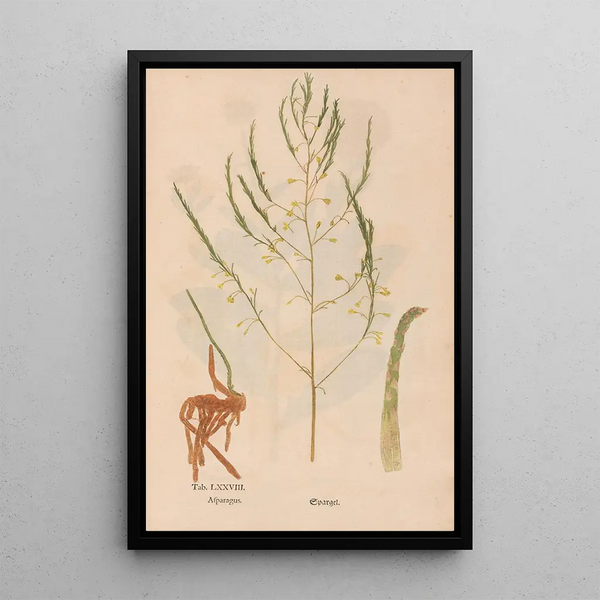 Ectypa vegetabilium Pl078 - Christian Gottlieb Ludwig — cuadro enmarcado en la pared