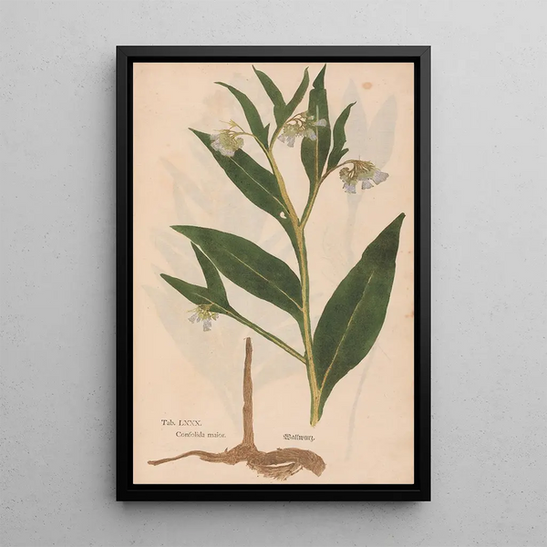 Ectypa vegetabilium Pl080 - Christian Gottlieb Ludwig — cuadro enmarcado en la pared
