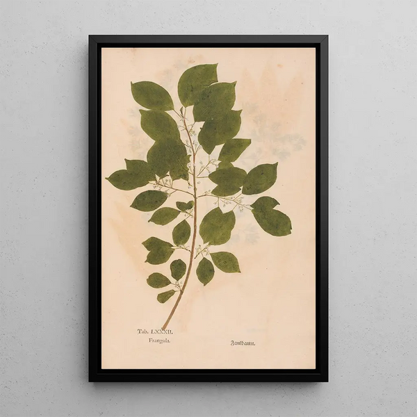 Ectypa vegetabilium Pl082 - Christian Gottlieb Ludwig — cuadro enmarcado en la pared