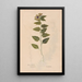 Ectypa vegetabilium Pl085 - Christian Gottlieb Ludwig — cuadro enmarcado en la pared