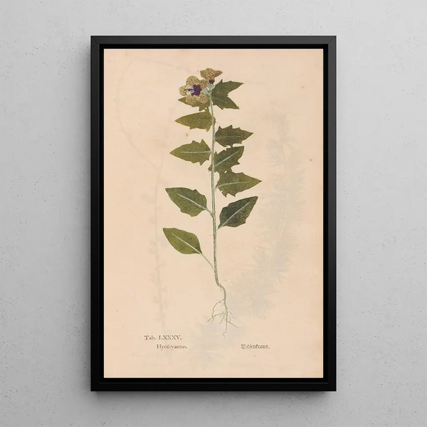 Ectypa vegetabilium Pl085 - Christian Gottlieb Ludwig — cuadro enmarcado en la pared