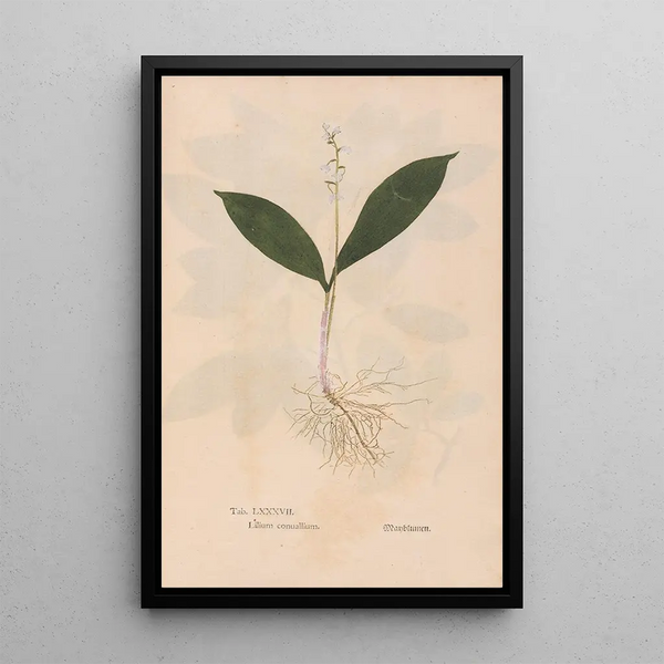 Ectypa vegetabilium Pl087 - Christian Gottlieb Ludwig — cuadro enmarcado en la pared