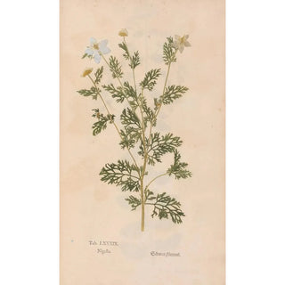 Christian Gottlieb Ludwig - Ectypa vegetabilium Pl089.webp