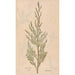 Ectypa vegetabilium Pl093 - Christian Gottlieb Ludwig — vista de la obra