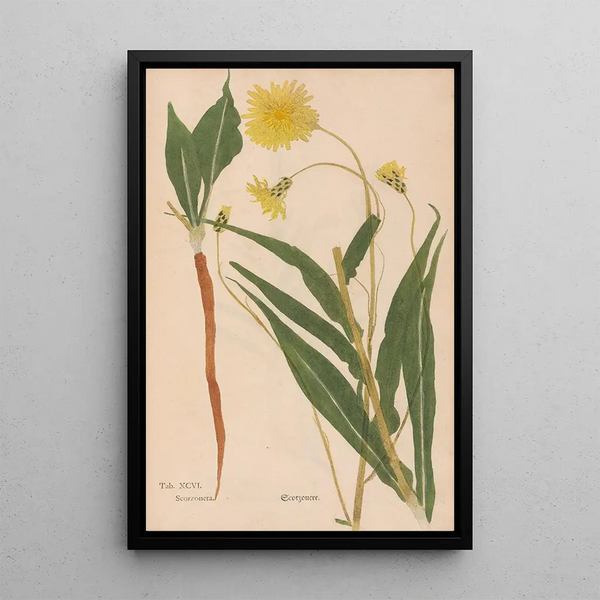 Ectypa vegetabilium Pl096 - Christian Gottlieb Ludwig — framed artwork on a wall