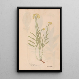 Christian Gottlieb Ludwig - Ectypa vegetabilium Pl097.webp