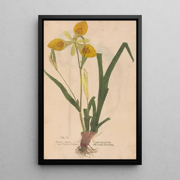Ectypa vegetabilium Pl101 - Christian Gottlieb Ludwig — framed artwork on a wall