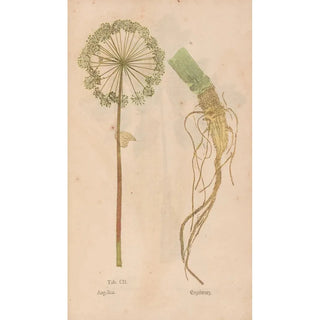 Christian Gottlieb Ludwig - Ectypa vegetabilium Pl102.webp