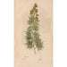 Ectypa vegetabilium Pl104 - Christian Gottlieb Ludwig — vista de la obra