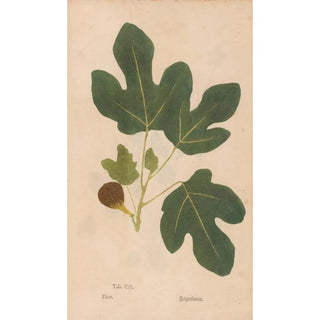 Christian Gottlieb Ludwig - Ectypa vegetabilium Pl109.webp