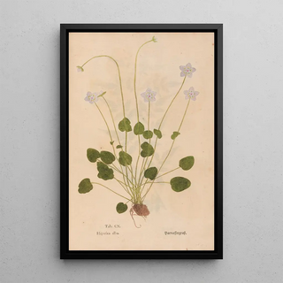 Christian Gottlieb Ludwig - Ectypa vegetabilium Pl110.webp