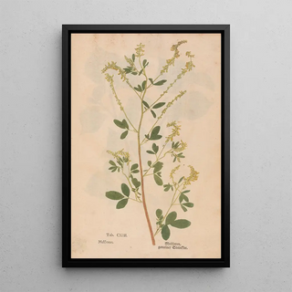 Christian Gottlieb Ludwig - Ectypa vegetabilium Pl113.webp