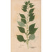 Ectypa vegetabilium Pl115 - Christian Gottlieb Ludwig — vista de la obra