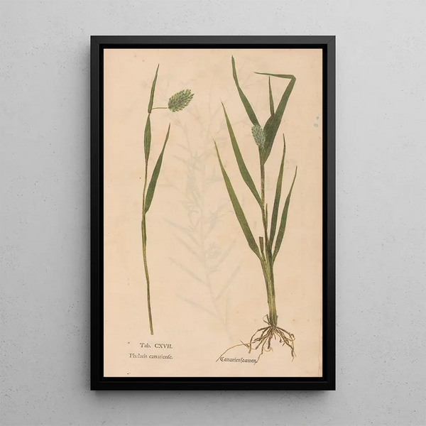 Ectypa vegetabilium Pl117 - Christian Gottlieb Ludwig — framed artwork on a wall