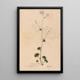 Christian Gottlieb Ludwig - Ectypa vegetabilium Pl120.webp