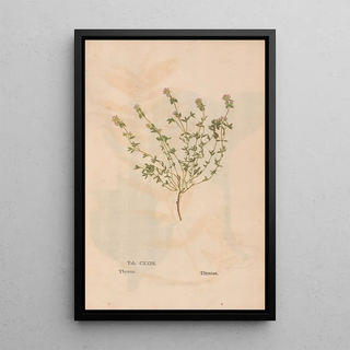 Christian Gottlieb Ludwig - Ectypa vegetabilium Pl123.webp