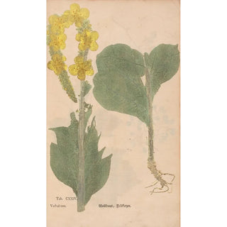 Christian Gottlieb Ludwig - Ectypa vegetabilium Pl124.webp