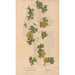 Ectypa vegetabilium Pl127 - Christian Gottlieb Ludwig — vista de la obra