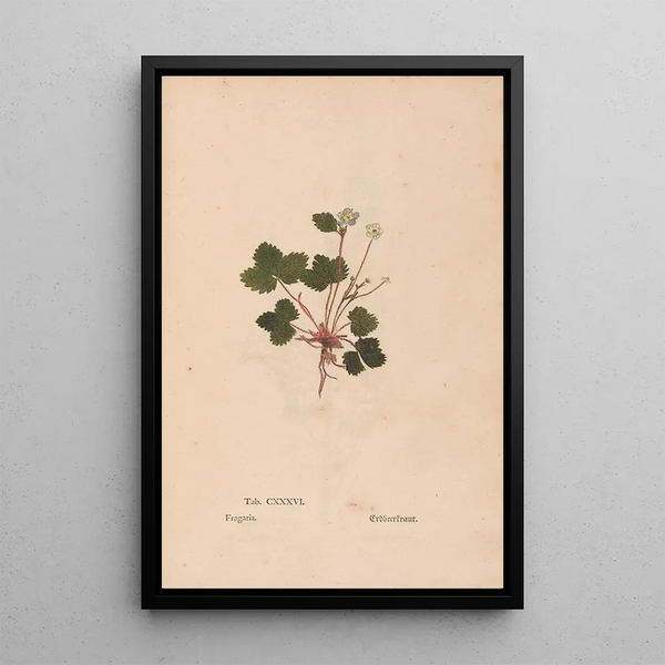 Ectypa vegetabilium Pl136 - Christian Gottlieb Ludwig — framed artwork on a wall