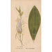 Ectypa vegetabilium Pl138 - Christian Gottlieb Ludwig — vista de la obra