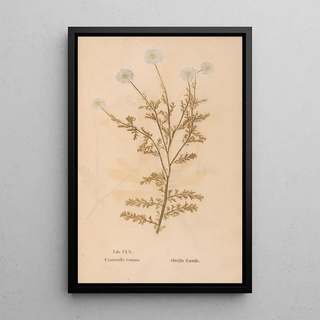 Christian Gottlieb Ludwig - Ectypa vegetabilium Pl155.webp