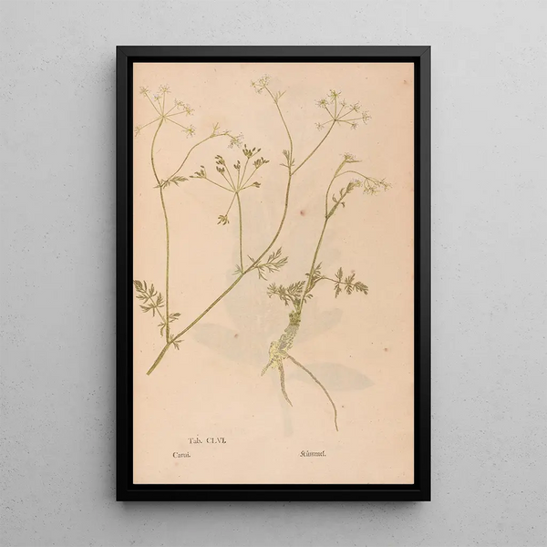 Ectypa vegetabilium Pl156 - Christian Gottlieb Ludwig — cuadro enmarcado en la pared
