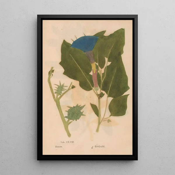 Ectypa vegetabilium Pl158 - Christian Gottlieb Ludwig — cuadro enmarcado en la pared