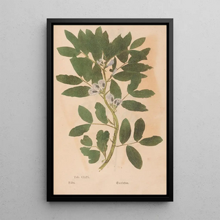 Christian Gottlieb Ludwig - Ectypa vegetabilium Pl159.webp