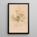 Ectypa vegetabilium Pl163 - Christian Gottlieb Ludwig — cuadro enmarcado en la pared