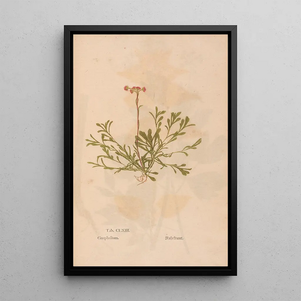 Ectypa vegetabilium Pl163 - Christian Gottlieb Ludwig — cuadro enmarcado en la pared