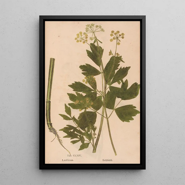Ectypa vegetabilium Pl164 - Christian Gottlieb Ludwig — cuadro enmarcado en la pared