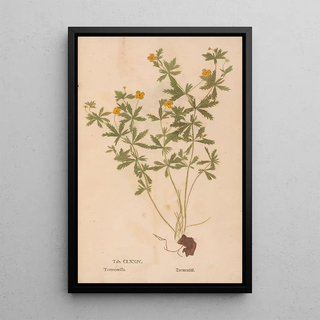 Christian Gottlieb Ludwig - Ectypa vegetabilium Pl174.webp