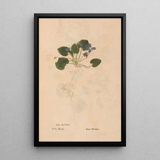 Christian Gottlieb Ludwig - Ectypa vegetabilium Pl175.webp