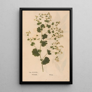 Christian Gottlieb Ludwig - Ectypa vegetabilium Pl176.webp