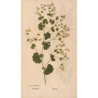 Christian Gottlieb Ludwig - Ectypa vegetabilium Pl176.webp