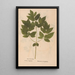 Ectypa vegetabilium Pl179 - Christian Gottlieb Ludwig — cuadro enmarcado en la pared