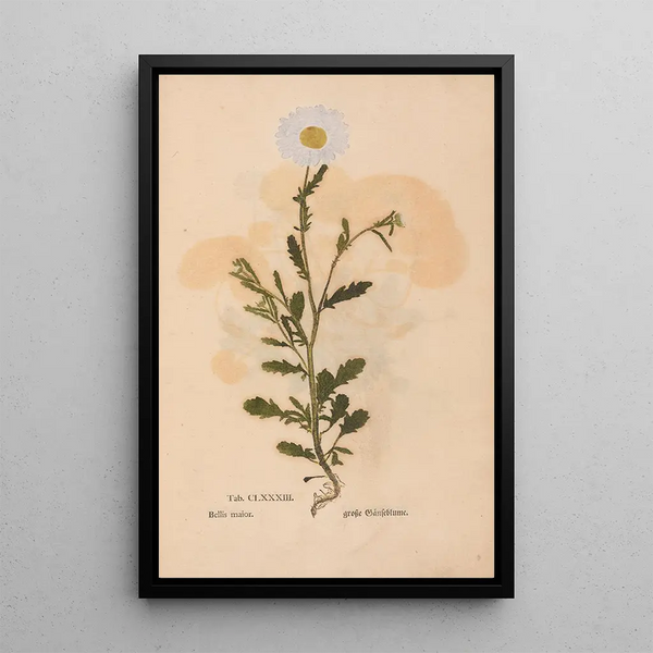 Ectypa vegetabilium Pl183 - Christian Gottlieb Ludwig — cuadro enmarcado en la pared