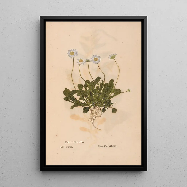 Ectypa vegetabilium Pl184 - Christian Gottlieb Ludwig — cuadro enmarcado en la pared