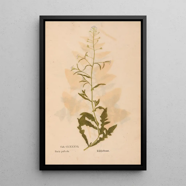 Ectypa vegetabilium Pl186 - Christian Gottlieb Ludwig — cuadro enmarcado en la pared